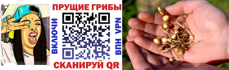 kraken ССЫЛКА  хочу наркоту  Кремёнки  Псилоцибиновые грибы мухоморы 